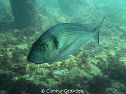 Sparus aurata by Cumhur Gedikoglu 